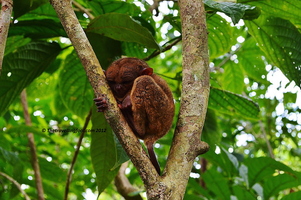 Tarsier-Bohol-Sleeping Tarsier-Bohol-Sleeping