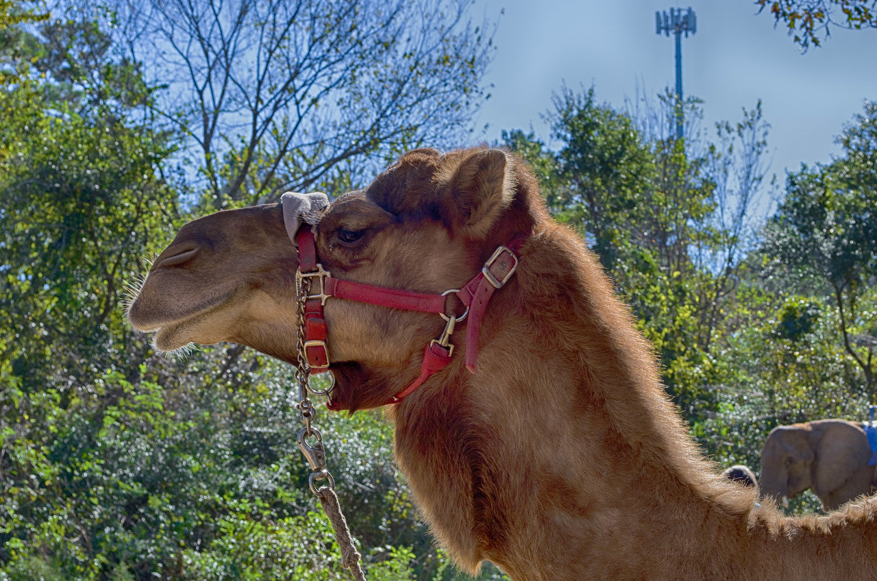 Camel and Elephant